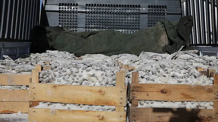 Van'da tuzlanarak kurutulmuş tonlarca inci kefali ele geçirildi