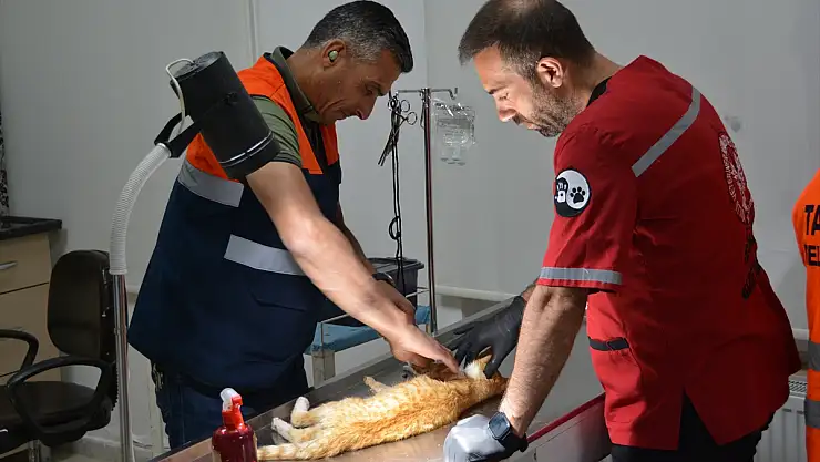 Bitlis'te ot biçme makinesine sıkışan kedi ameliyat edildi