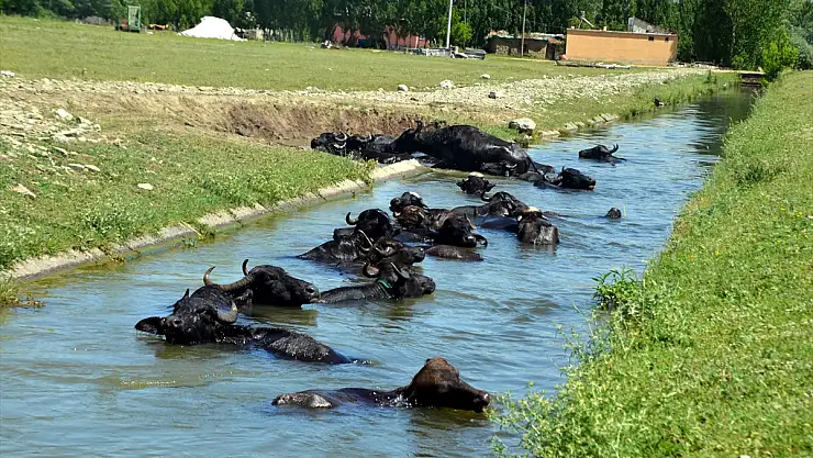 Muş'ta çobanlar sıcaktan bunalan mandaları sulama kanallarında serinletiyor