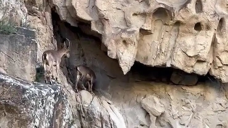 Erzurum'da dağ keçileri görüntülendi
