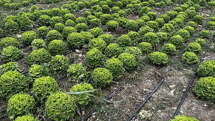 Iğdır'da teşvik ve desteklerle sebze yetiştiriciliği artıyor