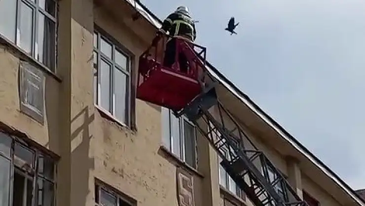 Kars'ta karga kurtarma operasyonu