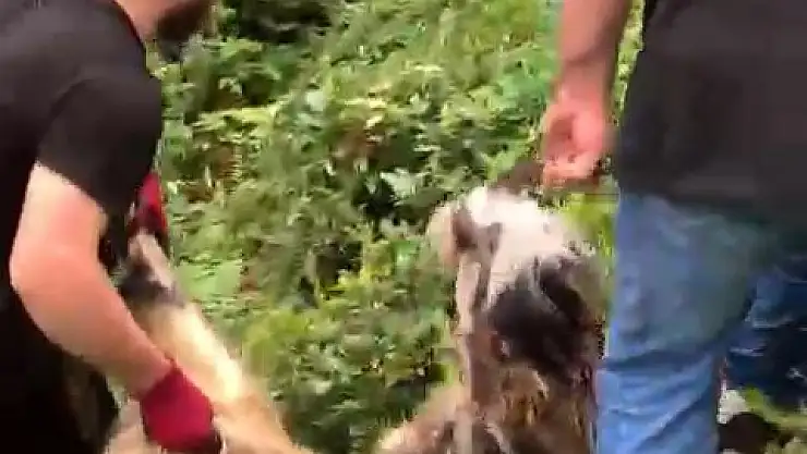 Bayramın ilk günü kaçan keçi 3. günün sonunda bulundu