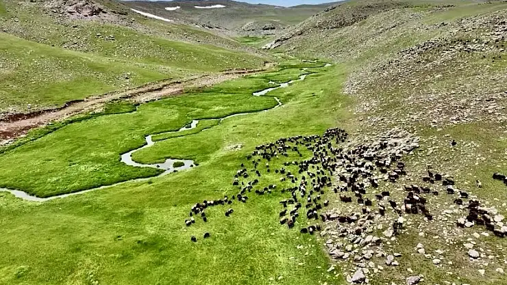 Ağrı Sinek Yaylası doğasıyla büyülüyor