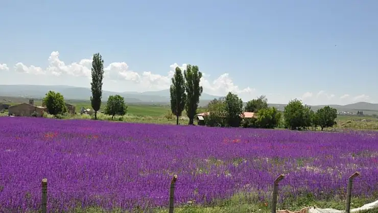 Kars'ta lavanta bahçesi büyülüyor