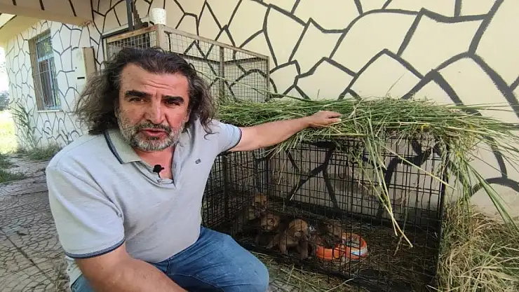 Yavru kurtlara 'kreş' hizmeti
