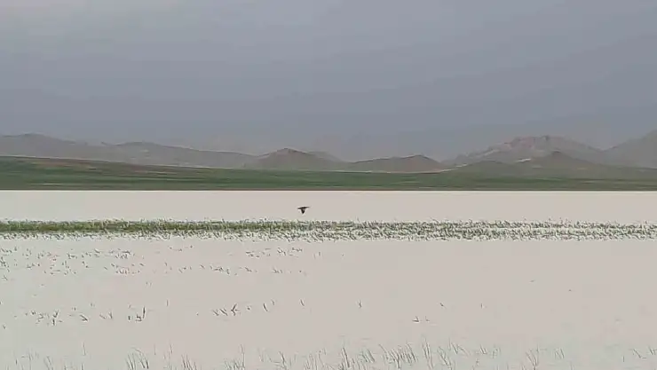 Van'da bu yıl kurumayan Akgöl misafirlerini ağırlıyor