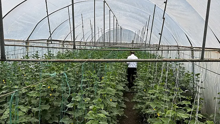 Iğdır'da bu sezon salatalıkta beklenti 5 bin ton