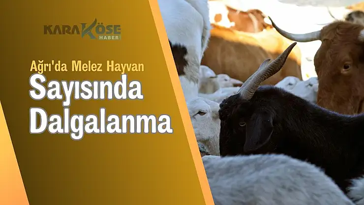 Ağrı'da Melez Hayvan Sayısında Dalgalanma