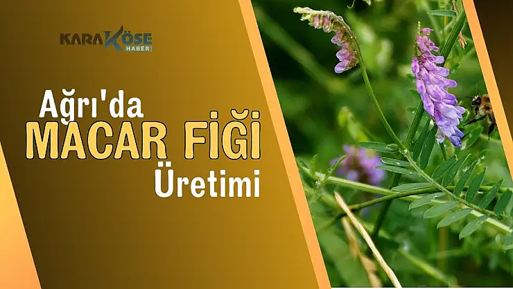 Ağrı'da Macar Fiği Üretimi