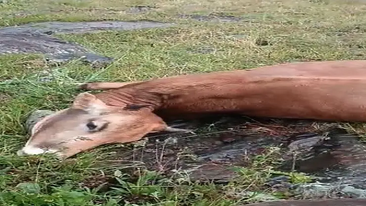 Ardahan'da yıldırım düştü: 5 büyükbaş hayvan telef oldu