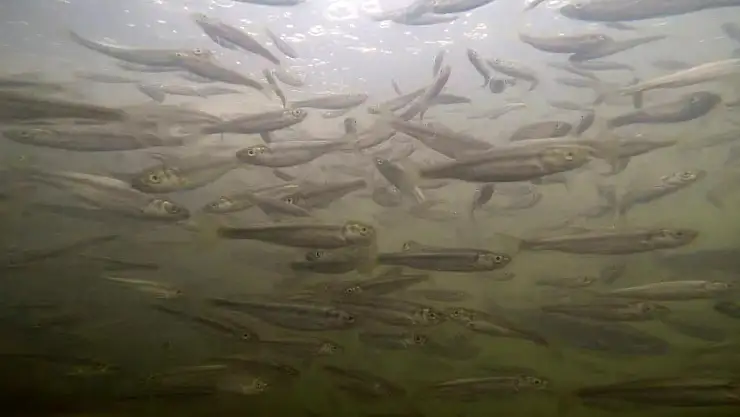 İncilerin Van Gölü'ne dönüş göçü başladı