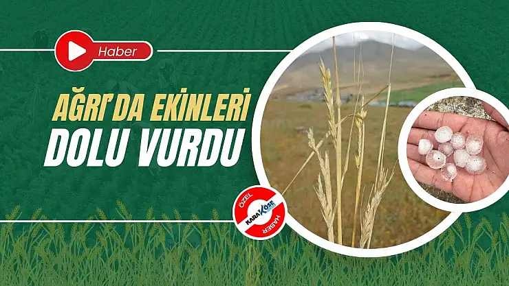 Ağrı'da ekinleri dolu vurdu