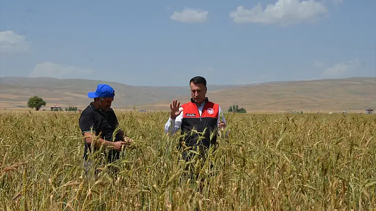 Muş'ta deneme amacıyla ekilen ata tohumundan beklenti yüksek