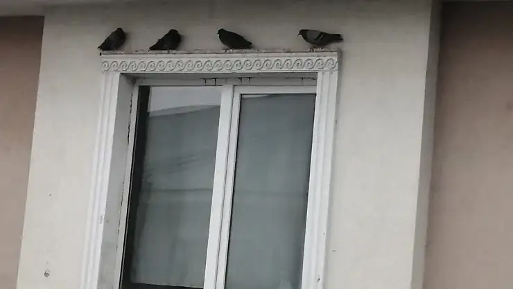 Ağrı'da yağıştan korunmak isteyen kuşlar çatı saçaklarına sığındı