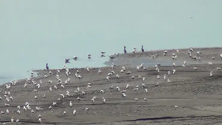 Kars'ta pelikan ve karabataklar aç kalmamak için yiyecek arıyor