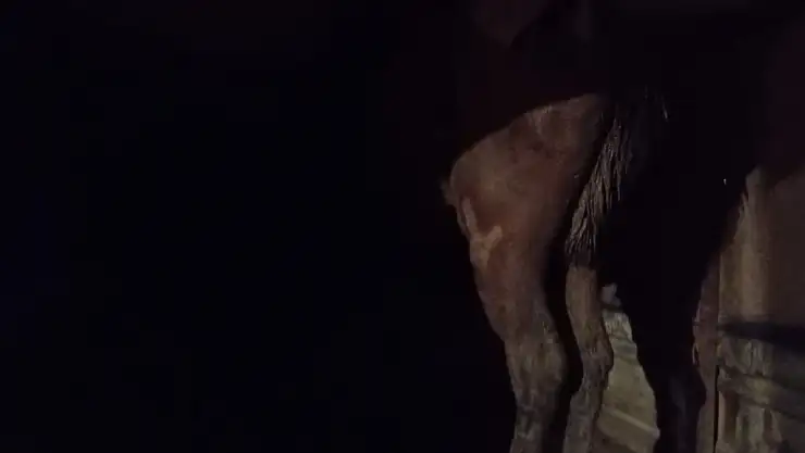 Ağrı'da düştüğü nehirde ayağı kırılan at kurtarıldı