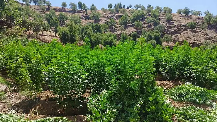 Diyarbakır'da binlerce kök kenevir ele geçirildi
