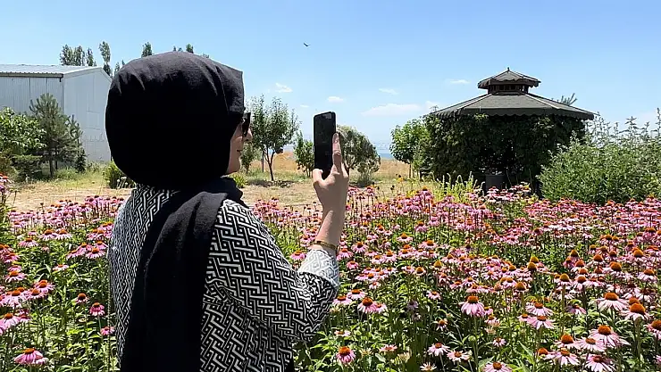 Van'da tıbbi bitkiler adeta fotoğraf stüdyosuna döndü