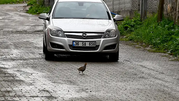 Yabani kuşlar, Kars'ta özgürce dolaşıyor