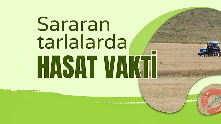 Sararan Tarlalarda Hasat Vakti Geldi