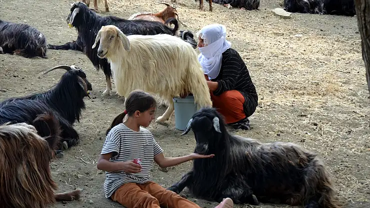 Muş'ta kadınların yayla serüveni devam ediyor