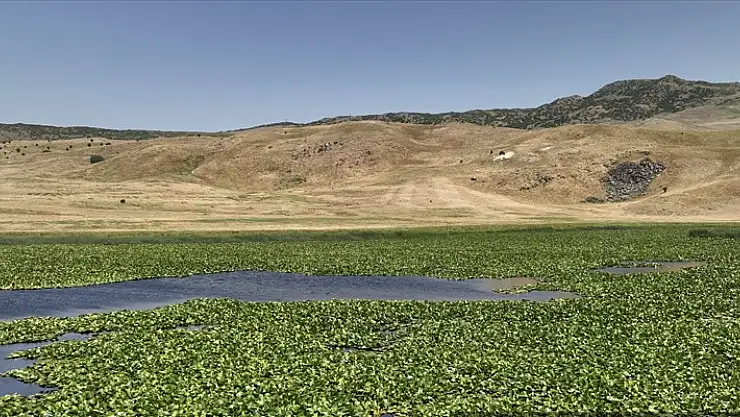 Muş'ta nilüferler artık koruma altına alınacak