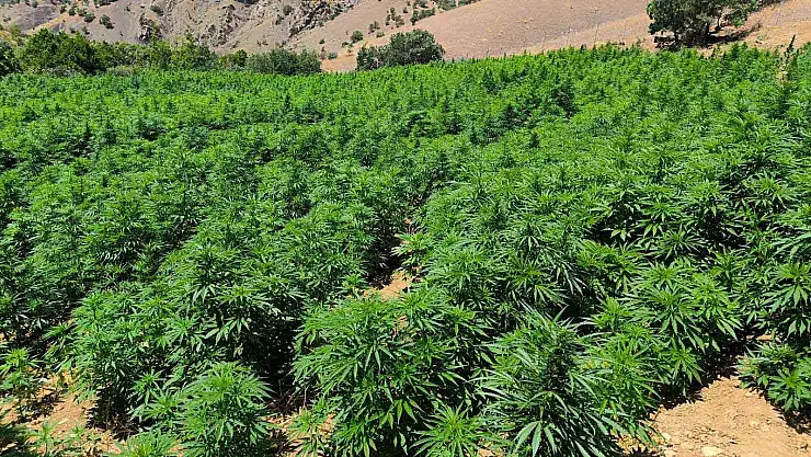 Diyarbakır'da binlerce kök kenevir ele geçirildi