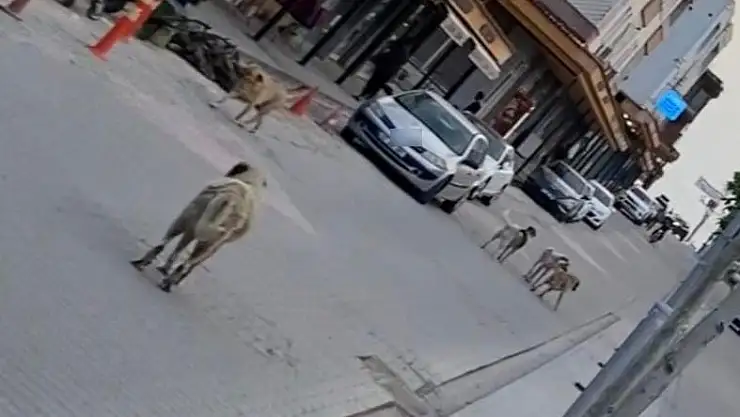 Diyarbakır'da köpek dehşet saçtı