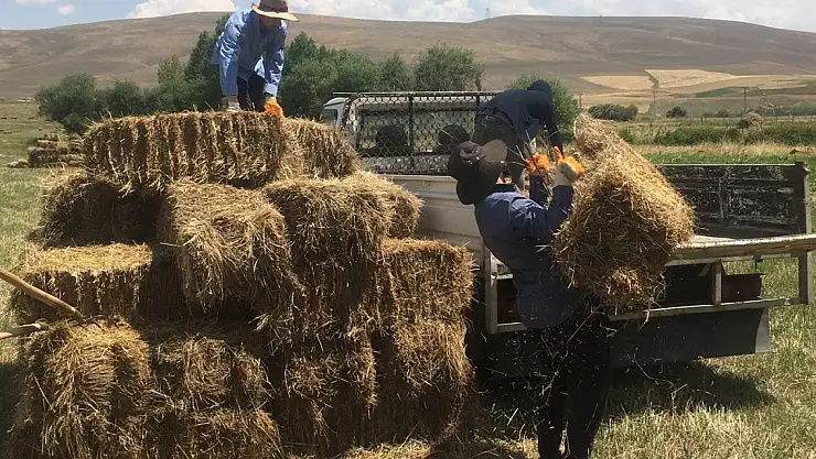 Yağışlar Ağrı'da Besicileri Zor Durumda Bıraktı