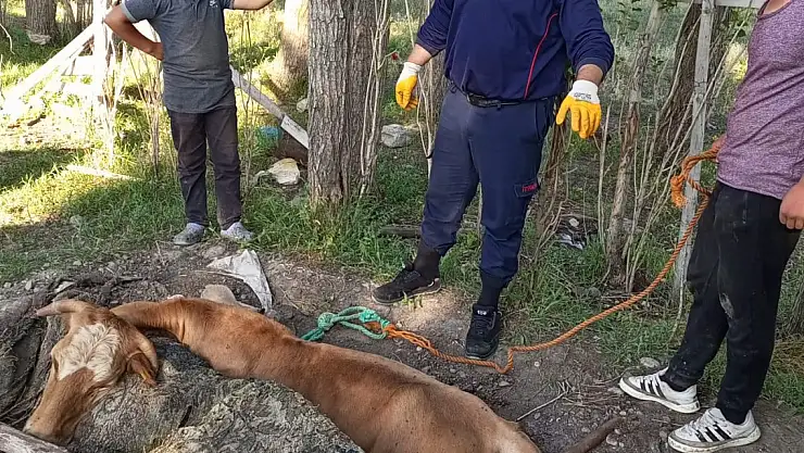 Ağrı'da çukura düşen ineği kurtarma operasyonu