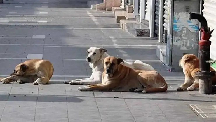 Sokak hayvanları kanunu TBMM'den geçerek yasalaştı