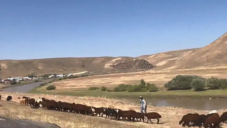 Ağrı'da Hasat Sonrası Tarlalar Küçükbaş Hayvanlar İçin Otlak Oldu