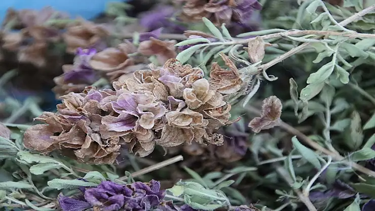 Iğdır Üniversitesinde bitkilerden katma değeri yüksek ürünler üretiliyor