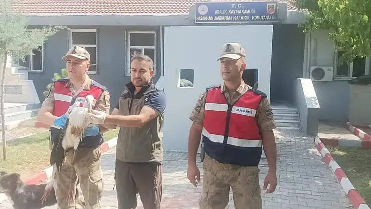 Iğdır'da yaralı leylek koruma altına alındı