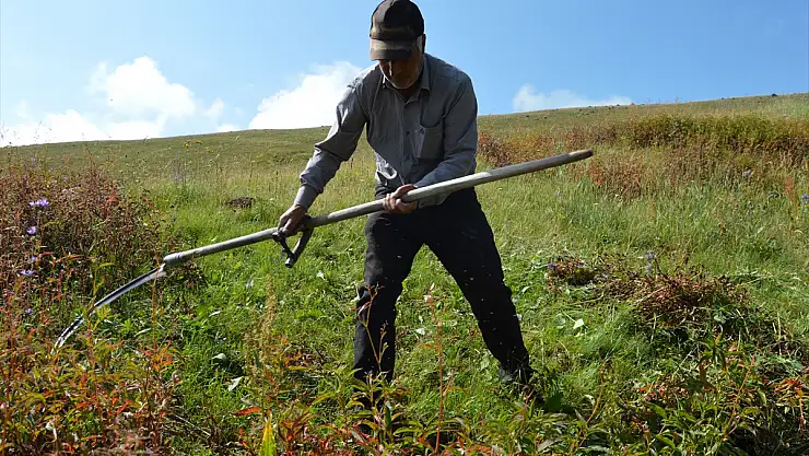 Erzurum'da çiftçilerin zorlu ot biçme mesaisi