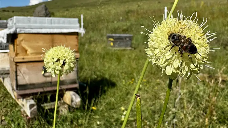 Erzurum'un yaylaları arıcıları ağırlıyor