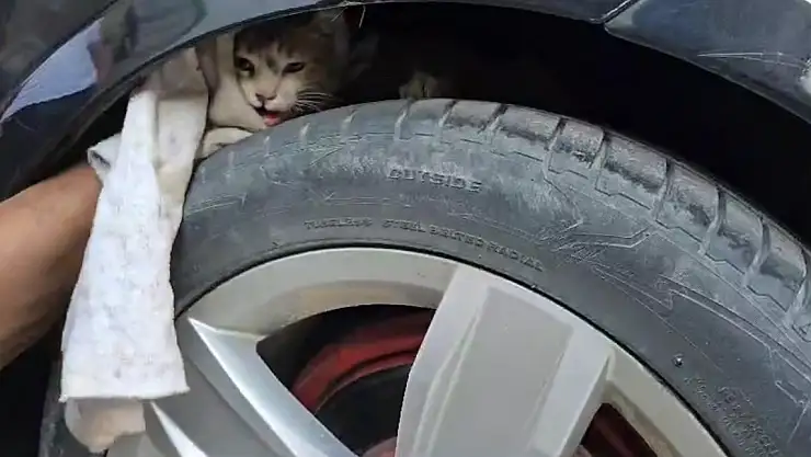 Diyarbakır'da araca sıkışan kedi sanayide çıkarıldı