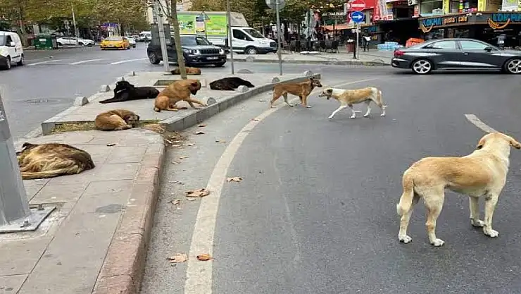 Bitlis'te 150 köpeğin zehirlenerek öldürüldüğü iddiası