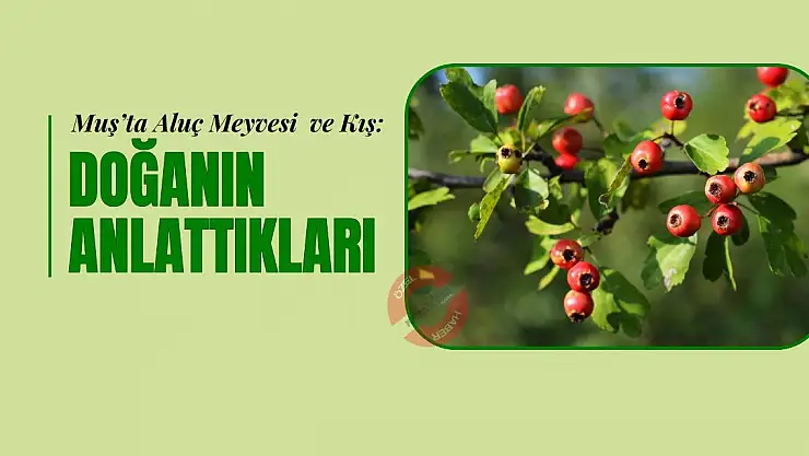 Muş'ta Aluç Meyvesi ve Kış: Doğanın Anlattıkları