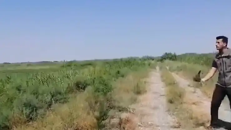 Iğdır'da kerkenez kuşu koruma altına alındı