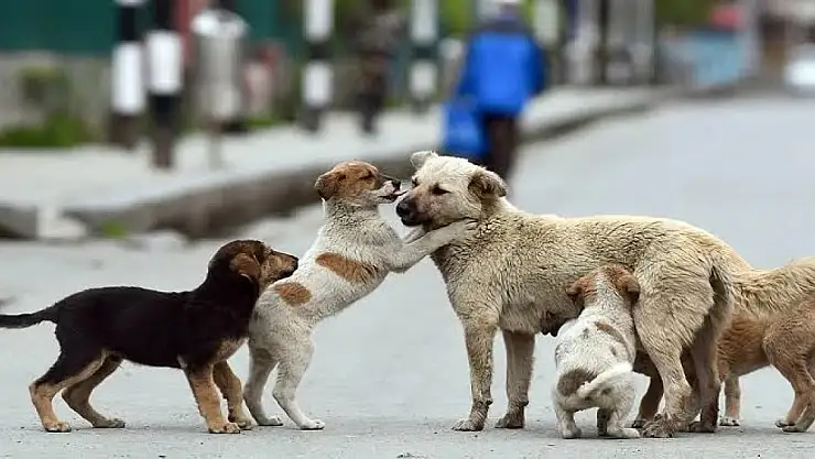Bitlis'te köpeklerin zehirlenerek öldürüldüğü yönündeki asılsız paylaşımlara tepki