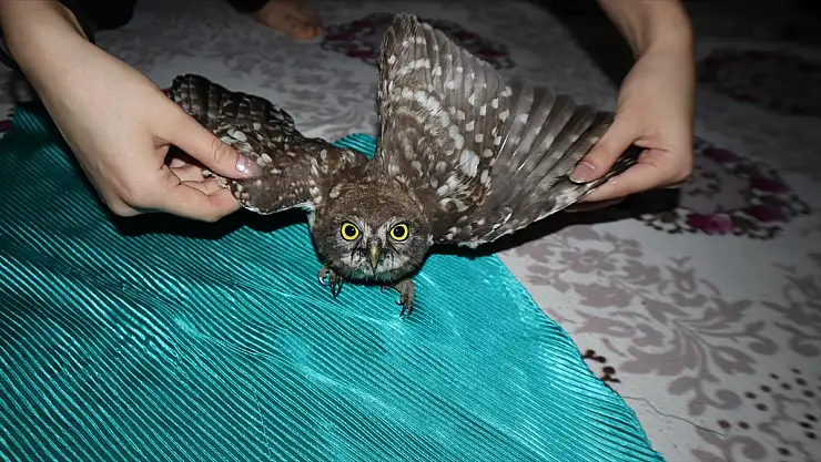 Iğdır'da bitkin düşen kukumav kuşu tedaviye alındı