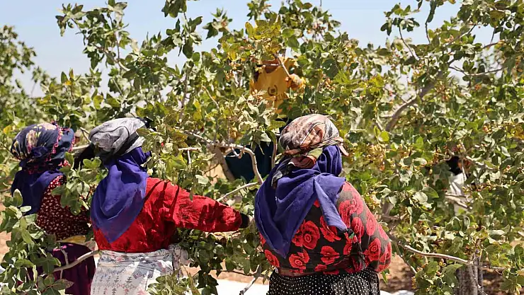 Diyarbakır fıstığında sevindiren hasat