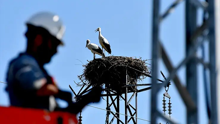 Kars'ta göçmen kuşlar özel enerji hattı ile güvende