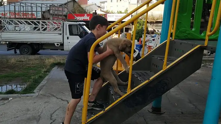 Oyunlarına köpeklerini de dahil ettiler