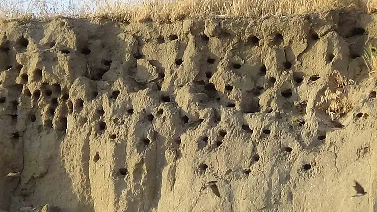 Van'da kırlangıçlar fotoğraf tutkunlarının ilgi odağı