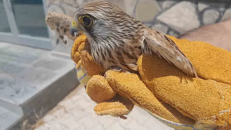 Van'da tedavisi tamamlanan kuşlar özgürlüğüne kavuştu