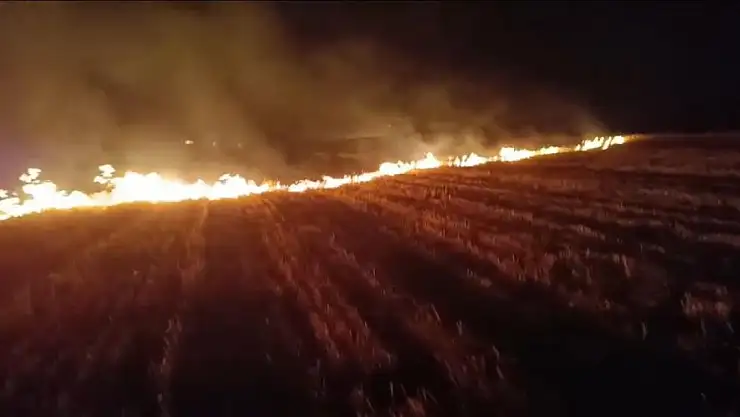 Ağrı'da 3 bin dönümlük tarla küle döndü
