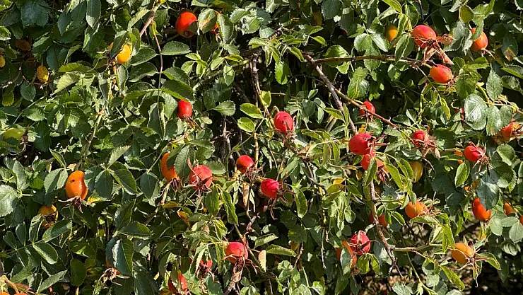Ağrı'da Kuşburnu Zamanı